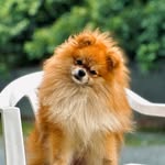 Spitz Jack - @jack_spitz2 - Instagram
