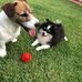 TORO JACK ALICE SPITZ - Facebook