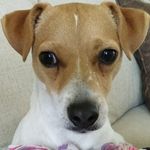 Miles Standish - @miles_standish_jackrussell - Instagram