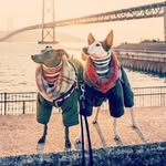 イタグレのジャック&ステラとパパ👦 - @jack.stella1109 - Instagram