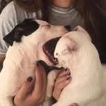 Jack & Stella - @jackstella_nagy_ - Instagram