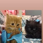 jack and stella khan - @jack_stella_thecuties - Instagram