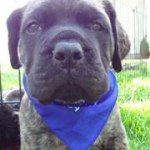 Jackie Stringfellow - @tybearcollector - Instagram