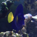 Jack Strong - @jacks_fish_tanks - Instagram