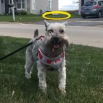 Jack Suarez - @mrjack_minischnauzer - Instagram