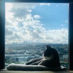 Jack the Cat - @jacksuhr - Instagram