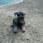 Jack Sultan - @jackschnauzer19 - Instagram