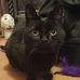 Jack Suttie - Cat - Facebook