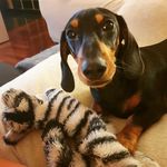 Jack - @jack.bassottotedesco22 - Instagram