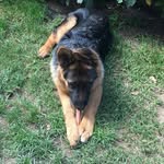 jack pastore tedesco - @jackpastoretedesco - Instagram