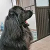 JackTerranovaDog - @jackterranovadog - TikTok