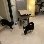 jack jack and titus - @jackandtitus - Instagram