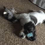 Jack Titus - @tsm_puppy_jack - Instagram