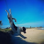 jack_topper_dog - @jack_crybabie_dog - Instagram