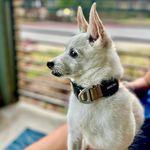 Hank - @jack_to_the_jack - Instagram