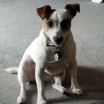 Tribble - @tribble_thejackrussell - Instagram