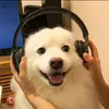 jacktse - @jacktse__ - TikTok