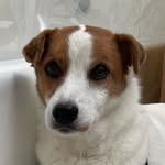 tuggles ! - @tugglesthejackrussellmix - Instagram