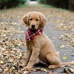 Jack Ulery - @jack_thegolden_19 - Instagram