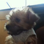 Jack Urbanski - @puppy56873709 - Instagram