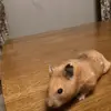 Jack Urquhart - @jackk.321o - TikTok