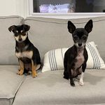 Jack & Utley 🐾 - @jack_and_utley - Instagram