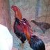 Jack Vang - Facebook