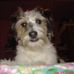 Jack Russell Vargo - Facebook