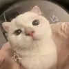 jaque - @jack._.vaz - TikTok