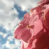 jack vega - @jack.sv - TikTok