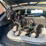 Jack Ventura - @jackventurapetdetective - Instagram