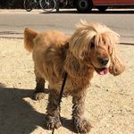 Jack Verhoeven - @jackthedutchspaniel - Instagram