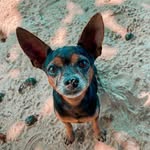 Jack Vilas Boas - @jackpinscher1 - Instagram