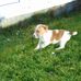 Jack Russell puppies West Wales UK - Facebook