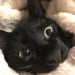 Jack Wasabi - @jack_wasabi_2017 - Instagram