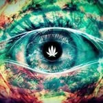 Jack Creed - @jack__weed - Instagram