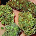 jack weed - @kenxiajenn - Instagram