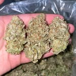 Jack weed - @jackweed396 - Instagram
