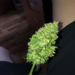 Jack weed - @weedg_rass - Instagram