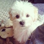 Jack Weibel - @jackweibel_thedog - Instagram
