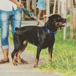 🐾 Weilers - @jack_weilers - Instagram