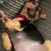 ClioTheJackweiler - @cliothejackweiler - TikTok