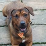 ernie - @ernie_the_jackweiler - Instagram