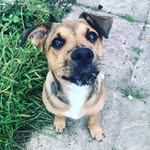 Rose - @rose_jackweiler - Instagram