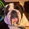 gizmo - @jack.weisman5 - TikTok
