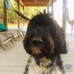 Jack Wellborn - @jack_the_waterdog - Instagram