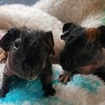 Jack Wendel - @jw_skinny_pigs - Instagram