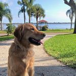 Jack Whitley - @jackthepupper1 - Instagram