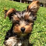 Jack-Winston - @yorkie_jack_ - Instagram