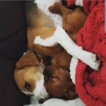 Jack&Winston - @jacke_doo - Instagram